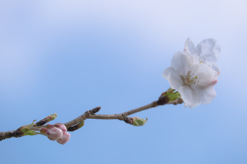 桜と青空