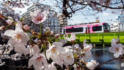 サクラと路面電車