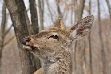 face of deer - 257559786
