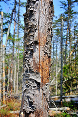 old textured dried pine trunk in forest - 257559941