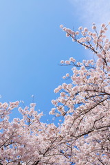 満開のソメイヨシノ