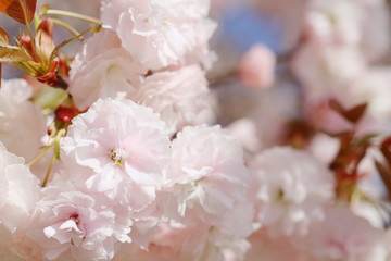 満開の八重桜（普賢象）