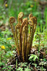 young fern bush - 257559960