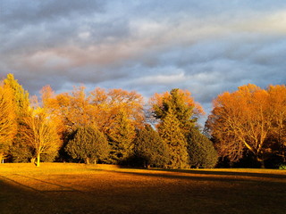 Cluster of Trees During Fall Foliage with Break in the Clouds