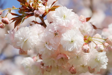 満開の八重桜（普賢象）
