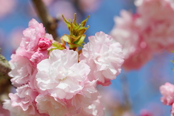 満開の八重桜（ヤエベニトラノオ）
