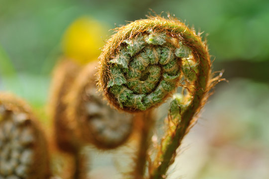 young fern macro