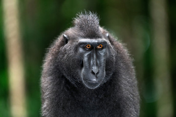The Celebes crested macaque. Front view, Close up portrait. Green natural background. Crested black macaque, Sulawesi crested macaque, or the black ape.  Natural habitat. Sulawesi. Indonesia.