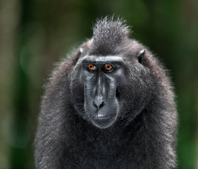 The Celebes crested macaque. Front view, Close up portrait. Green natural background. Crested black macaque, Sulawesi crested macaque, or the black ape.  Natural habitat. Sulawesi. Indonesia.