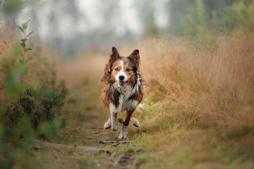 red dog running into the field. Border Collie on the nature of the morning playing. Walking with pets, active, healthy