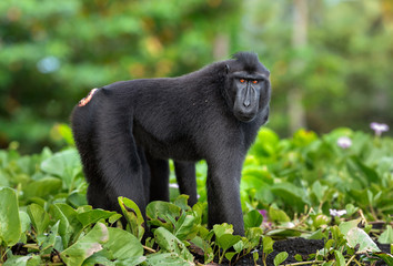 The Celebes crested macaque . Green natural background. Crested black macaque, Sulawesi crested macaque, sulawesi macaque or the black ape.  Natural habitat. Sulawesi. Indonesia.