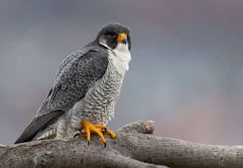 Peregrine Falcon 