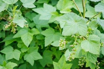 Green leaves of currant.