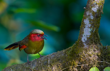 Red-faced Liocichla on branch in nature.