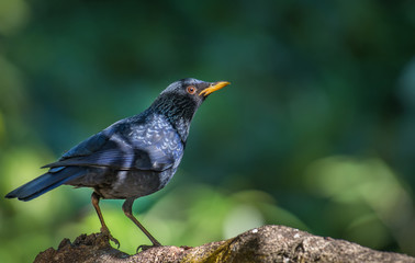 Blue Whistling Thrush on branch in nature.