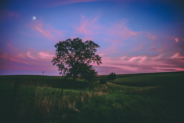 epic tree in midwest pasture at sunset