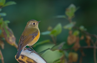 Tickell's Blue Flycatcher in nature.