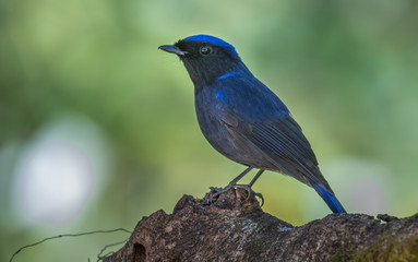 Large Niltava on branches in nature