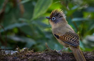 Spectacled Barwing on branch in nature.