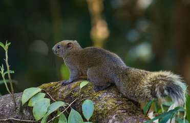 Naklejka na ściany i meble Squirrels on branches in nature