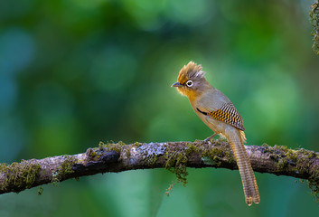 Spectacled Barwing on branch in nature.