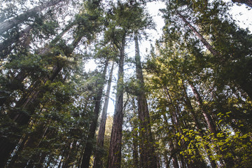 redwoods looking up