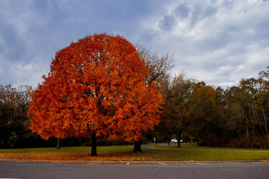 arbol colorido en camio 