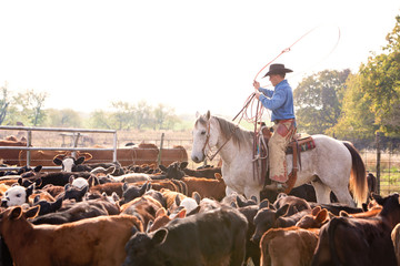 Cowboy Ranching