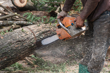 Men cutting trees