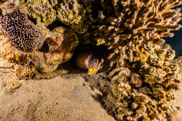 Moray eel Mooray lycodontis undulatus in the Red Sea, eilat israel