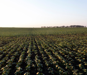 Young green soybean sprouts grow on the field
