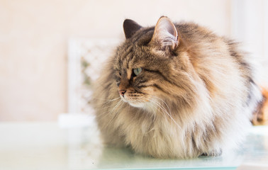 Naklejka premium Beautiful pet of livestock in relax, siberian purebred cat