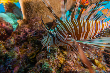 Lion fish in the Red Sea colorful fish, Eilat Israel