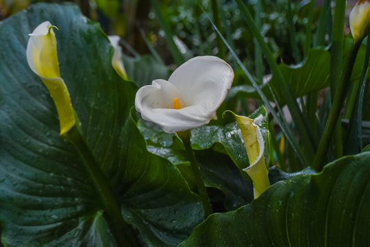 Calla Lily also know as the Alcatraz Flower after a spring rain in San Diego