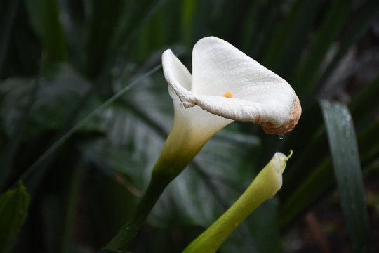 Calla Lily also know as the Alcatraz Flower after a spring rain in San Diego