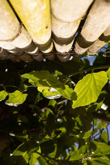  leaf with bamboo