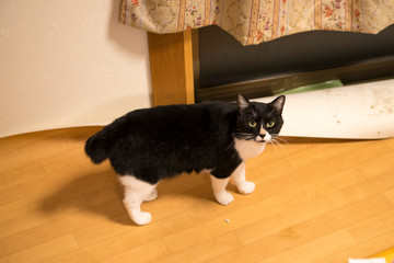 通りがかりに文句を言うハチワレ猫