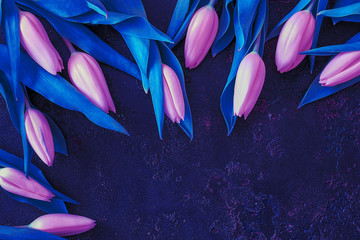 Pink tulips on a blue background. Selective focus, flat lay, copy spase, toning.