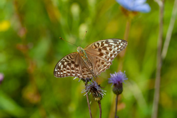 butterfly