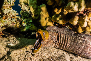 Moray eel Mooray lycodontis undulatus in the Red Sea, eilat israel