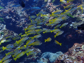 Fototapeta na wymiar インド洋の黄色いアカヒメジの群れ