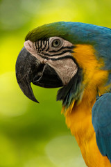 blue and yellow macaw
