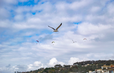 Hang Gliders or Seagulls, or Both?