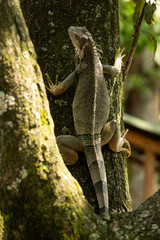 lizard on tree