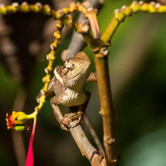 Changeable Lizard (Calotes versicolor). Wayaana, Kerala, India