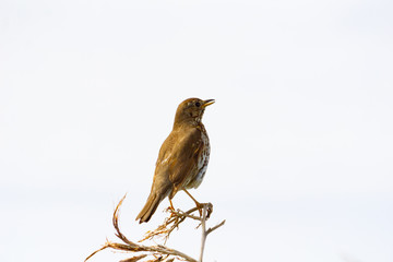 Thrush sitting on dead flax flower