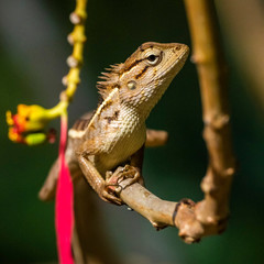 Changeable Lizard (Calotes versicolor). Wayaana, Kerala, India