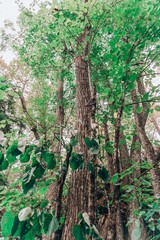 a tall tree covered in green leaves