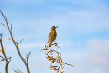 Thrush sitting on dead flax flower