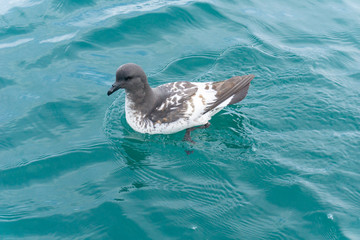 New Zealand coastal seabird